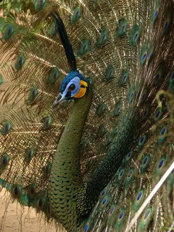 pavo real verde en peligro de extincion