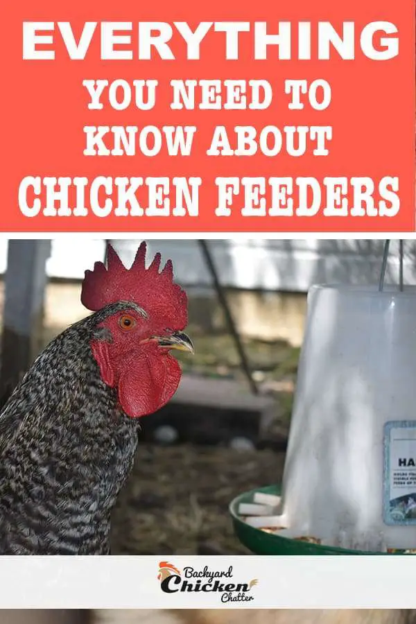todo lo que necesitas saber sobre los comederos para pollos pin